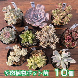 多肉植物ポット苗の錦（斑入り）10個セット [1227]