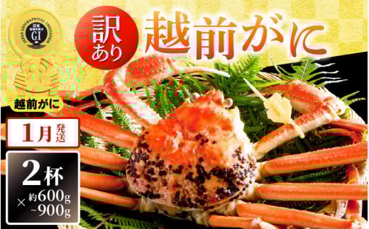 【訳あり】越前がに本場の越前町からお届け！ 越前がに 浜茹で600g～900g前後（※生重量） × 2杯 かにの食べ方しおり付き【かに カニ 蟹】【福井県 越前町 雄 ズワイガニ ボイル 冷蔵 越前ガニ 越前かに 越前カニ ずわいがに ずわい蟹 かに カニ 蟹】【1月発送分】希望日指定可 備考欄に希望日をご記入ください [e14-x004_01]