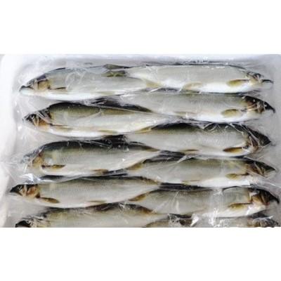 ふるさと納税 延岡市 延岡産活〆冷凍あゆ　1.5kg |  | 01