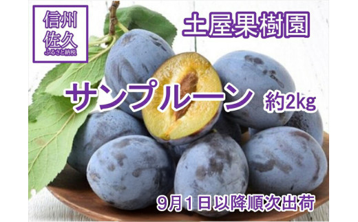 【先行予約】サンプルーン 約2kg (北海道、沖縄、離島への配送不可)〈出荷時期:2025年9月1日出荷開始～2025年9月30日出荷終了〉【 プルーン 生プルーン 健康 美容 ギフト 家庭用 おすそ分け 贈り物 お取り寄せ 生果実 長野県 佐久市 旬彩 】