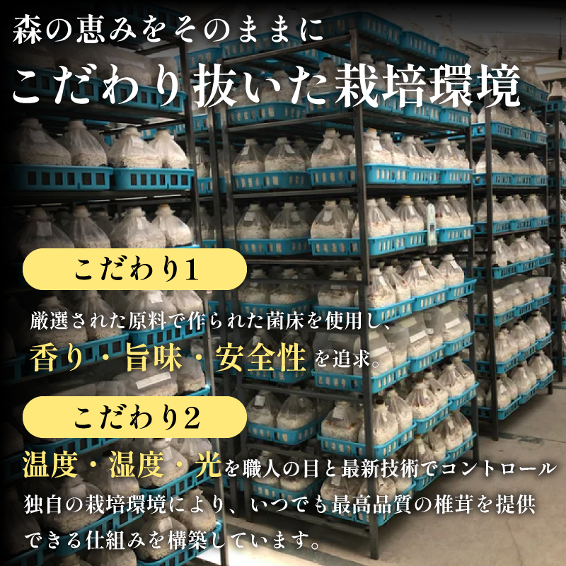 【11月順次発送】　天恵菇 椎茸 300g×2P しいたけ シイタケ てんけいこ 肉厚 幻 きのこ キノコ 菌床 焼き物 揚げ物 鍋 BBQ 野菜 贈り物 プレゼント 徳島県