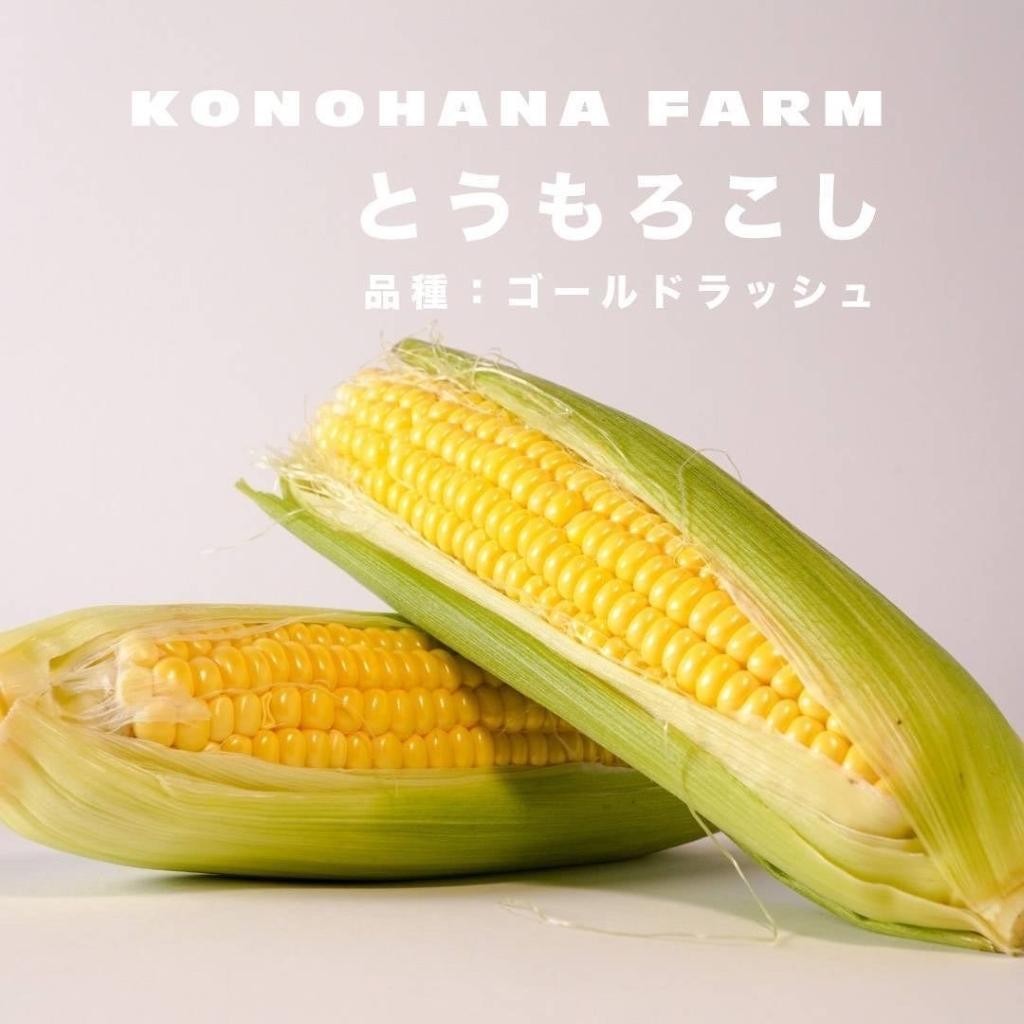 
            とうもろこし 富士河口湖町産とうもろこし《ゴールドラッシュ》L～2Lサイズ 10本セット
          