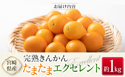 ＜2027年発送＞完熟きんかん「たまたまエクセレント」 糖度18度以上 約1kg 宮崎県産