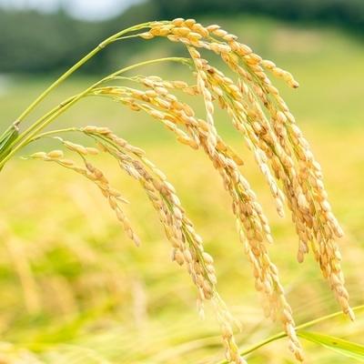 ふるさと納税 四万十市 【令和7年産新米・早期受付】四万十清流の自然米　白米5kg( コシヒカリ)2025年9月より順次配送 |  | 03