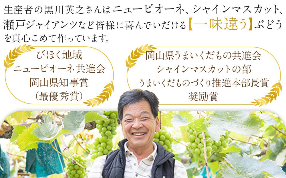ぶどう 2024年 先行予約 黒川農園 自慢 ! の 大粒 大房 シャイン マスカット 1房 800g以上 ブドウ 葡萄  岡山県産 国産 フルーツ 果物 ギフト [No.5220-0581]