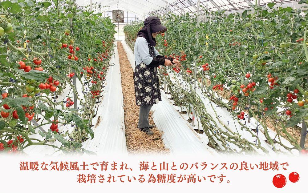完熟 ミニトマト 2kg  果物のような甘さと美味しさキャロルセブン|ミニトマト キャロルセブン 糖度