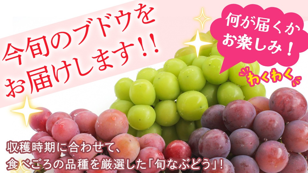 ＼選べる 内容量／ 旬なぶどう 品種おまかせ 約1.3kg(約2房) / 約2kg(約4房) / 約5kg(約8～12房) 単品【2026年8月より発送開始】（茨城県共通返礼品 [ぶどう]：結城市産） ぶどう 旬 おまかせ 詰め合わせ フルーツ 果物 巨峰 ピオーネ シャインマスカット ナガノパープル 我が道 ゴルビー