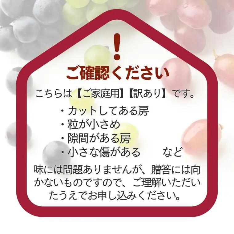 TK33 ぶどうの定期便 【家庭用】 （ナガノパープル／シャインマスカット／クイーンルージュ🄬） 約1.5kg×3回 ／ 2026年9月上旬～10月頃 配送予定 // 長野県 南信州 種なし 皮ごと 