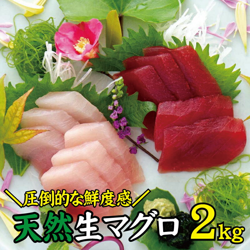 【ふるさと納税】 天然 キハダ（もしくはメバチ） 生まぐろ 大容量2kg 鮮度抜群の生まぐろをお届けします / 生鮪 鮪 マグロ 生まぐろ キハダマグロ 刺身