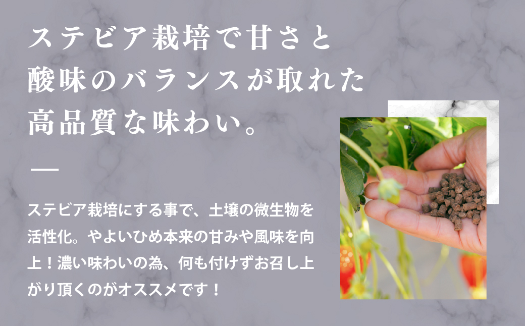 大粒完熟　群馬県産いちご「やよいひめ」400g×2 計800g｜コク 甘み 朝採れ やよいひめ 大粒 甘み 酸味 バランス 贈答用 新鮮 完熟 いちご 旬 苺 ストロベリー 産地直送 果汁 甘い あま