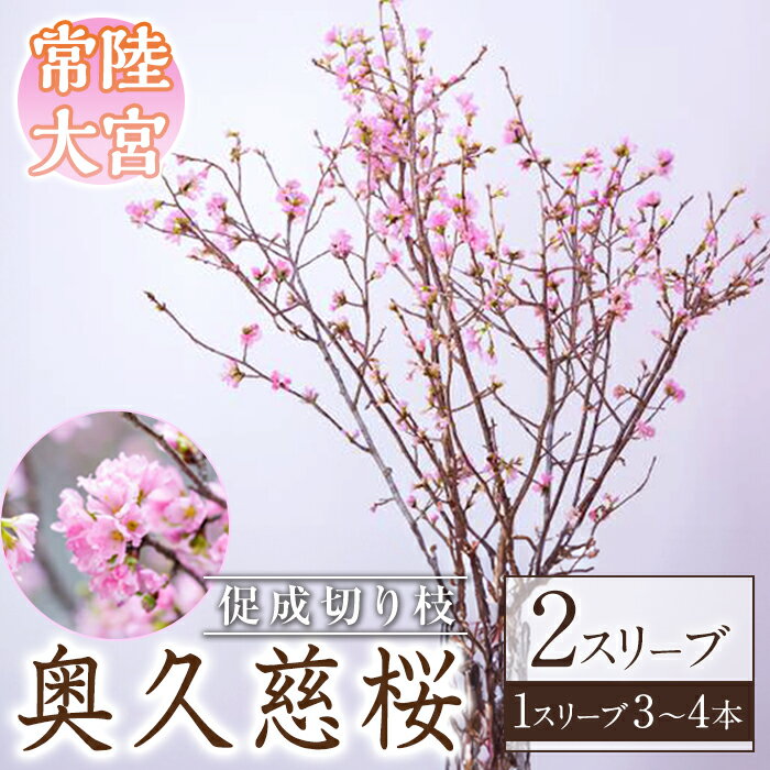 【ふるさと納税】【先行予約】奥久慈桜 2スリーブ 促成切り枝 枝物 枝もの 切り枝 桜 さくら 生け花 インテリア 【JA常陸 奥久慈枝物部会】【ho1596】