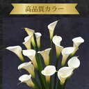 【ふるさと納税】Flower Revolution【 プラチナカラー 】15本（70cmサイズ） | 朝生農園 植物 花 はな フラワー カラー ウェディングマーチ 高品質 数量限定 装飾 生花 贈り物 贈答 ギフト プレゼント ホワイトデー 誕生日 記念日 お祝い 卒業式 千葉県 君津市