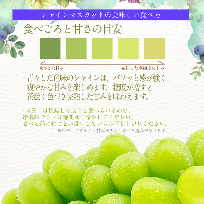 2026年先行予約【2回定期便】シャインマスカット晴王2房 約1.4kg 7月8月に出荷 人気 岡山県産 種無し 皮ごと食べる みずみずしい フレッシュ 晴れの国 おかやま 果物大国 ハレノフルーツ