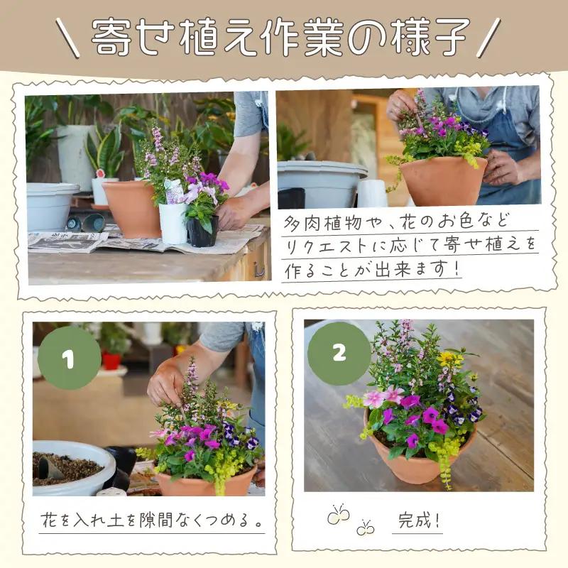 季節の花の寄せ植え 25cm鉢【005D-005】