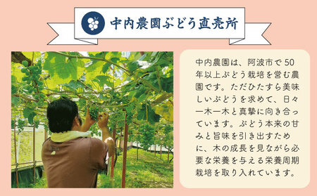 ピオーネ 5kg 《 2025年 8月 下旬 ～ 順次発送 》フルーツ ぶどう ぶどう ぶどう