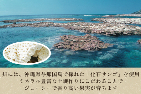 【2024年先行予約】新潟特産 「幻の洋梨」ル・レクチェ【贈答用】 2kg（5〜7玉）《11月下旬〜出荷》 果物 洋梨 梨 フルーツギフト 冬の味覚 産地直送 加茂市 太蔵ファーム
