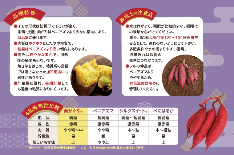 【2026年7月より順次発送】希少な新品種！７月限定「行方の黄福(栗かぐや)」さつまいも 約5kg｜さつまいも サツマイモ さつま芋 お芋 希少 新品種 栗かぐや 先行予約 茨城県 行方市(AE-88