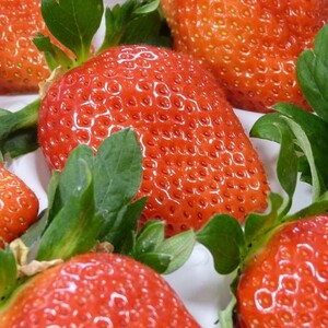 【2026年4月発送】甘～い！いちご やよいひめ 1箱(12粒～15粒入り)｜いちご イチゴ 苺 ストロベリー やよいひめ 果物 くだもの フルーツ 先行予約 茨城県 行方市(V-17)