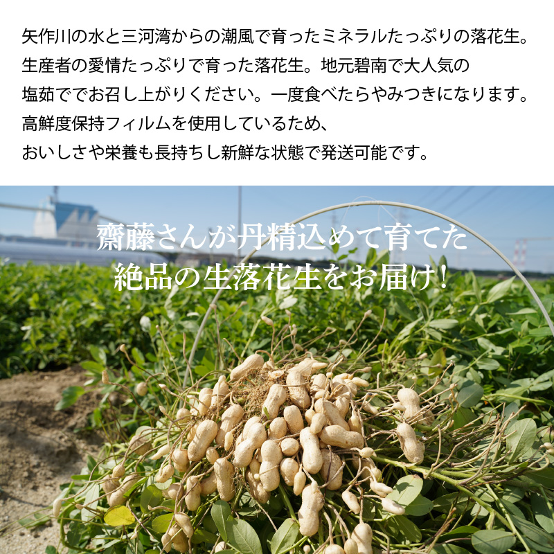 生落花生 おおまさり 2kg とれたて 耕地の美味しい野菜シリーズ第1弾　H132-028