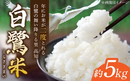 農薬節減！ R7年度産 特別栽培米 白鷺米 コシヒカリ 約5kg ＜2025年9月中旬～発送＞ / 高知 米 お米 精米　【津ノ宮農園】[ATBV019]