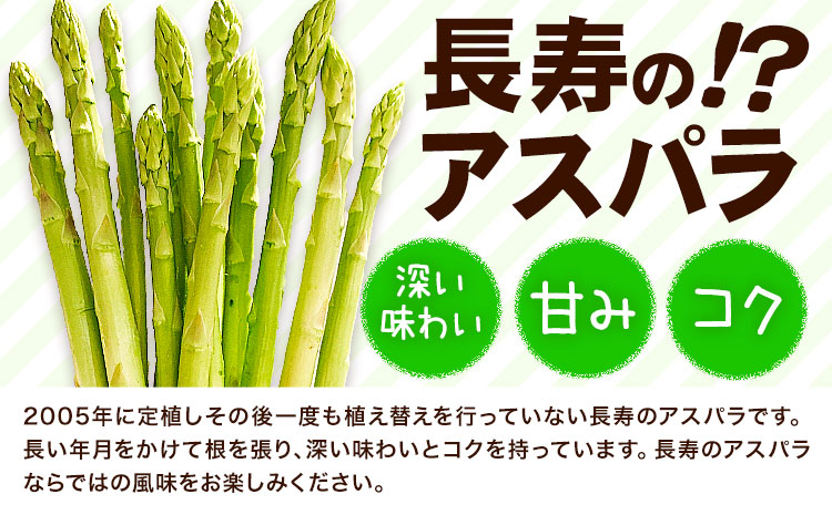 アスパラガス 約600g いっちゃんファーム《2025年6月上旬-9月下旬頃出荷予定》熊本県 氷川町 氷川産 野菜 アスパラガス アスパラ