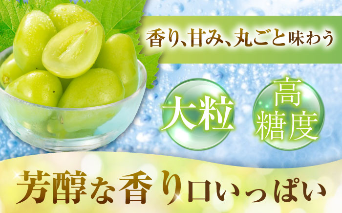 くだもの シャインマスカット ますかっと ぶどう 果物 くだもの 種なし 皮ごと