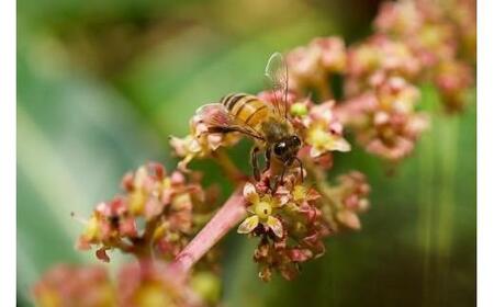 宮古島産　天使の蜂蜜（GZ010）
