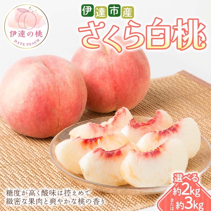 【ふるさと納税】＼選べる容量／【2026年出荷分先行予約】福島県 伊達市産 さくら白桃 約2kg・約3kg 種まきうさぎ株式会社 伊達の桃 桃 フルーツ 果物 もも モモ momo F21C-294var
