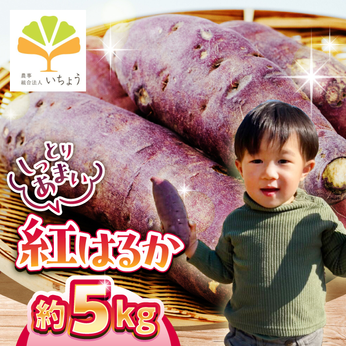 【先行予約】いちょうの畑　さつまいも 紅はるか 約5kg 【農事組合法人いちょう】 [YDN010]