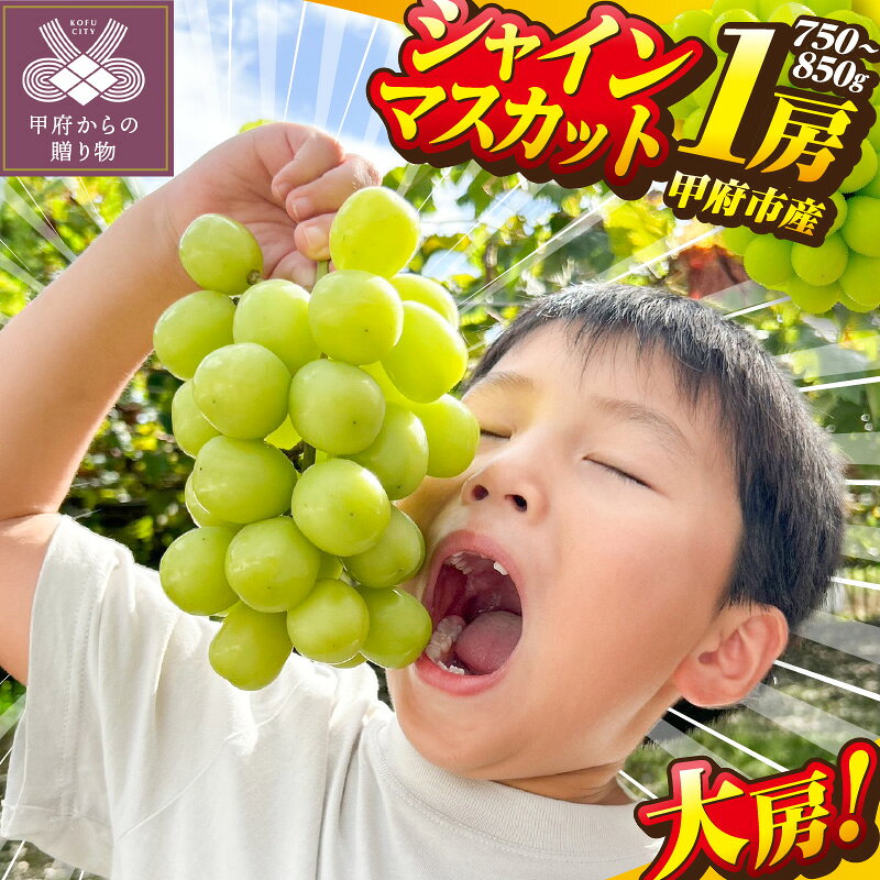 【ふるさと納税】 シャインマスカット 大房 先行予約 2026年 山梨県産 ぶどう 甲府市産 1房 750g〜850g フルーツ 糖度20度前後 高級 完熟 産地直送 人気急上昇中 高評価 フルーツ王国山梨 贈答 ギフト 2026年8月中旬～10月上旬にかけて順次配送 k213-006