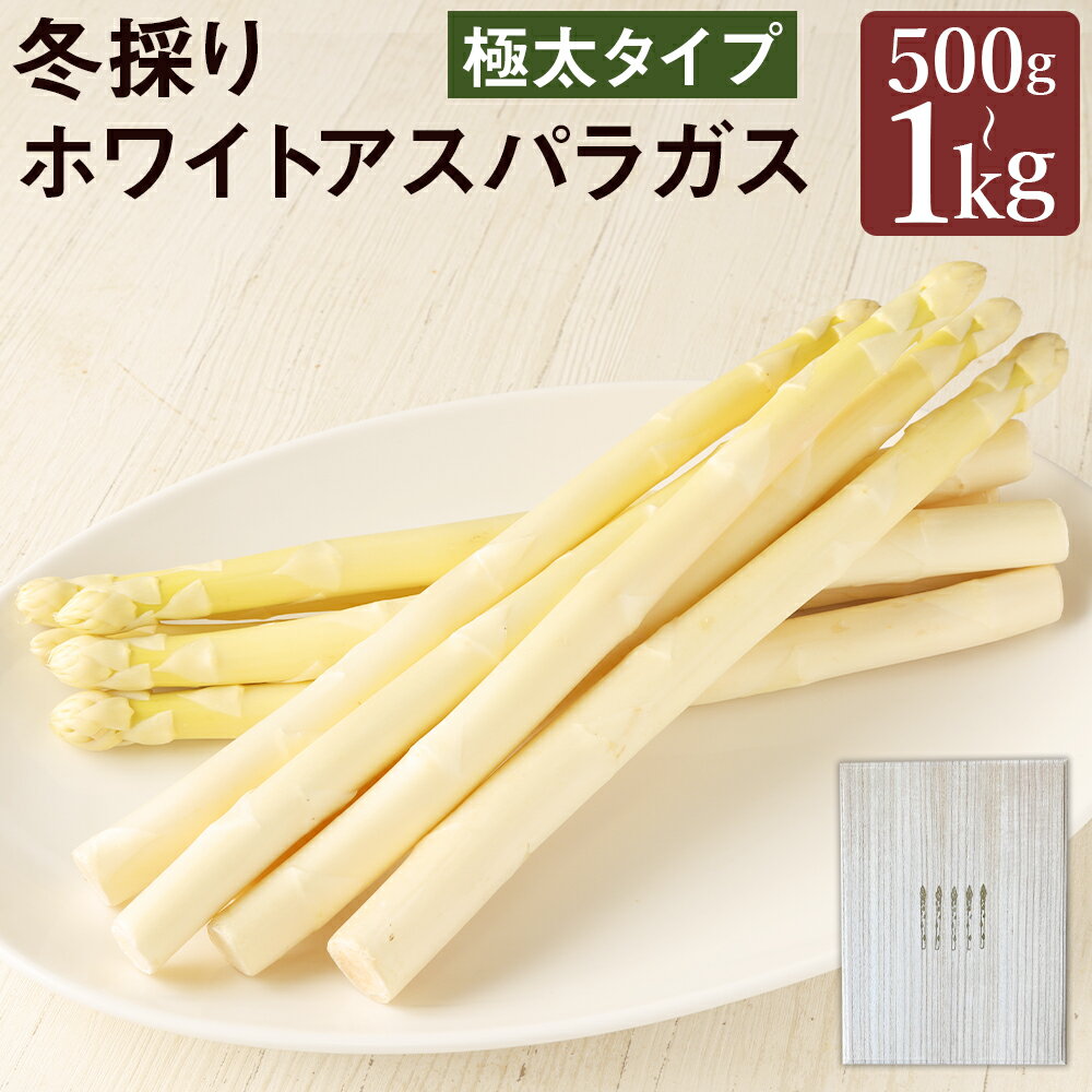【ふるさと納税】まるで果実！？ホワイトアスパラガス 極太 500g/1kg 選べる内容量 レシピ付き アスパラガス ホワイトアスパラガス 冬採り 白い果実 野菜 サラダ 国産 東北産 岩手県産 二戸市産 送料無料【2026年2月上旬より発送開始】