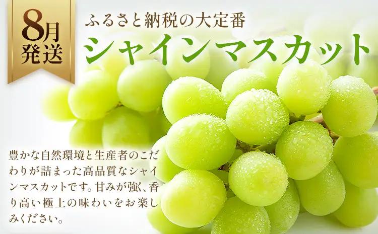 旬の プレミアム フルーツ 定期便 3ヶ月連続 秀品 ミニ 計4.9㎏ 日本フルーツ株式会社《8月上旬-10月末頃出荷》熊本県 荒尾市 シャインマスカット おまかせ 梨 極早生みかん 果物 フルーツ 