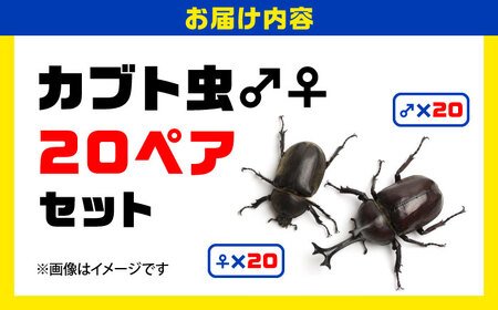 カブトムシ 20ペアセット 【ふるさと昆虫】[YDV027]