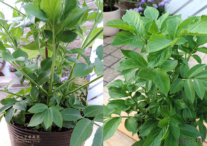 エルダーフラワー（西洋ニワトコ オーレア）9cmポット苗｜花苗 ギフト ガーデニング