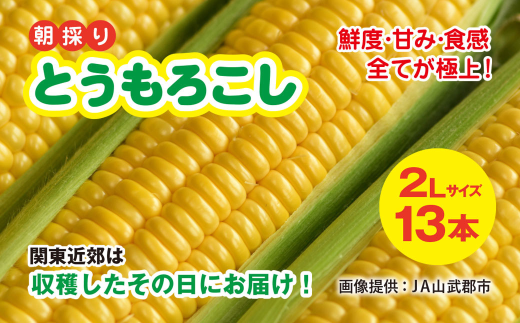 
            【先行予約】【6月下旬～8月中旬発送】【関東近郊は収穫したその日にお届け!】 鮮度・甘み・食感 全てが極上! 農業歴30年以上の農家のこだわりが詰まった 朝採り とうもろこし 2L 13本 約5kg／石橋農園 とうもろこし トウモロコシ スイートコーン コーン ゴールドラッシュ ジューシー フルーティー 朝採り 千葉県 千葉県山武市 SMCF001
          