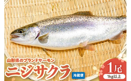 ニジサクラ1尾（1kg以上） 山形県 東根市 さもりば養魚場提供 hi096-001