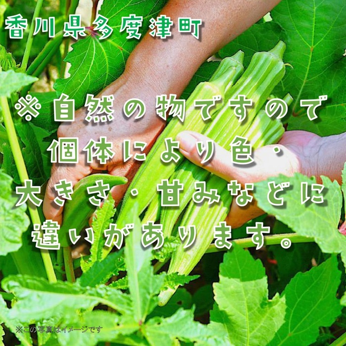 オクラ約3kgバラ詰め（わけあり）【A-145】