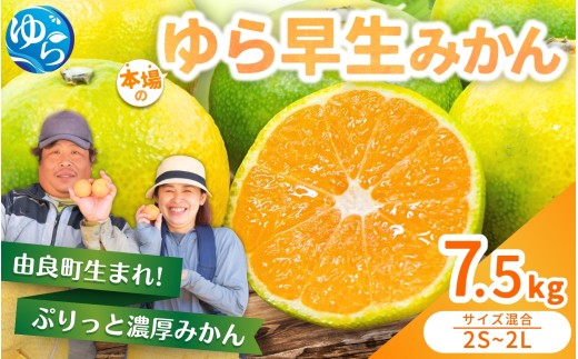 ゆら早生 みかん 7.5kg / 柑橘 和歌山県 由良町 極早生 早生 早生みかん 柑橘 甘い 完熟 密柑 人気 おすすめ くだもの 果物 フルーツ 農家直送 産地直送 混合 ※2026年10月中旬頃～10月下旬頃に順次発送予定【nktn003-r-7d5】