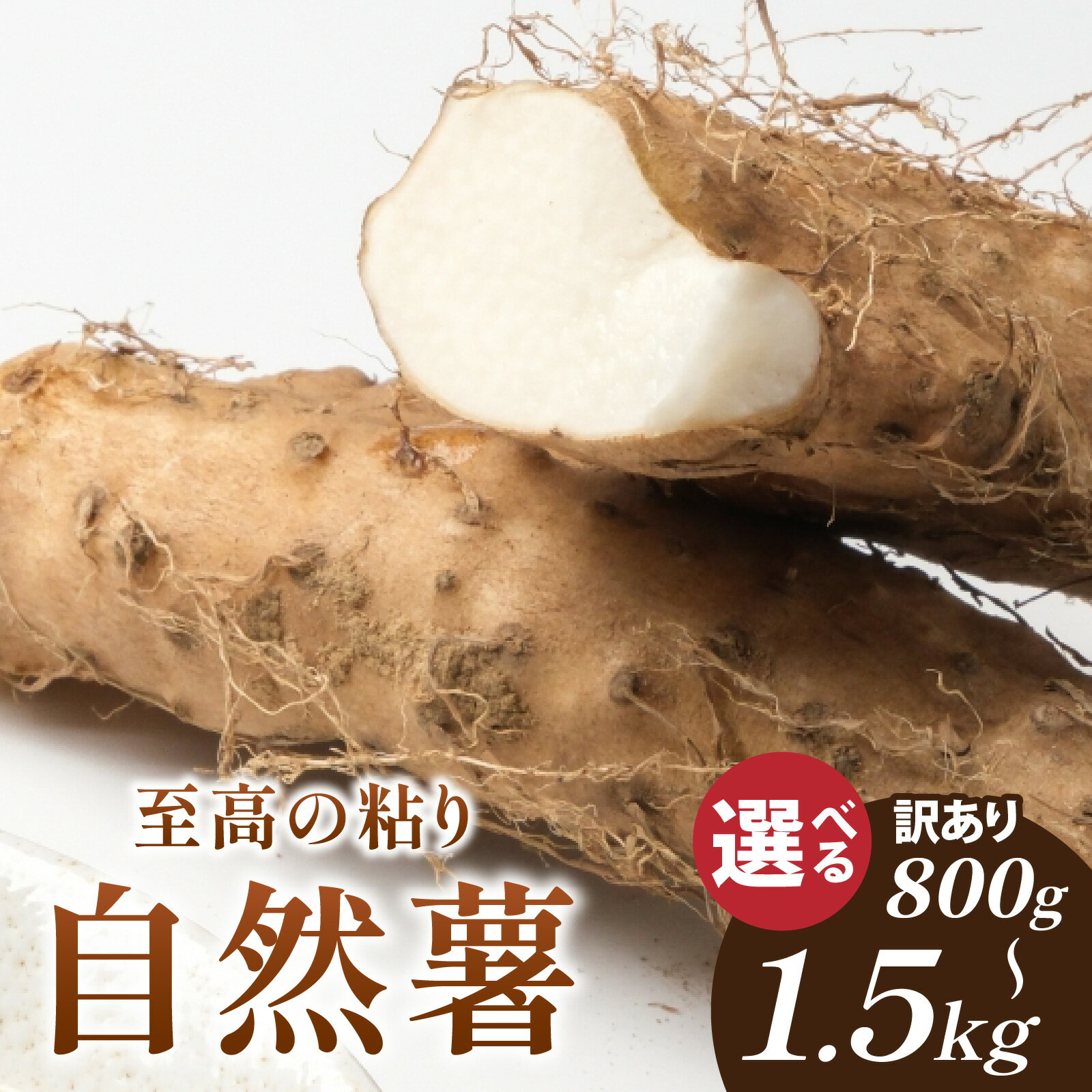 【ふるさと納税】【期間限定】【数量限定】【選べるサイズ】国産 自然薯 800g～1.5kg [C-011002] / | 山芋 山いも とろろ ご飯のお供 健康 自宅用 家庭用 産地直送 農家直送 福井県産 南越前町