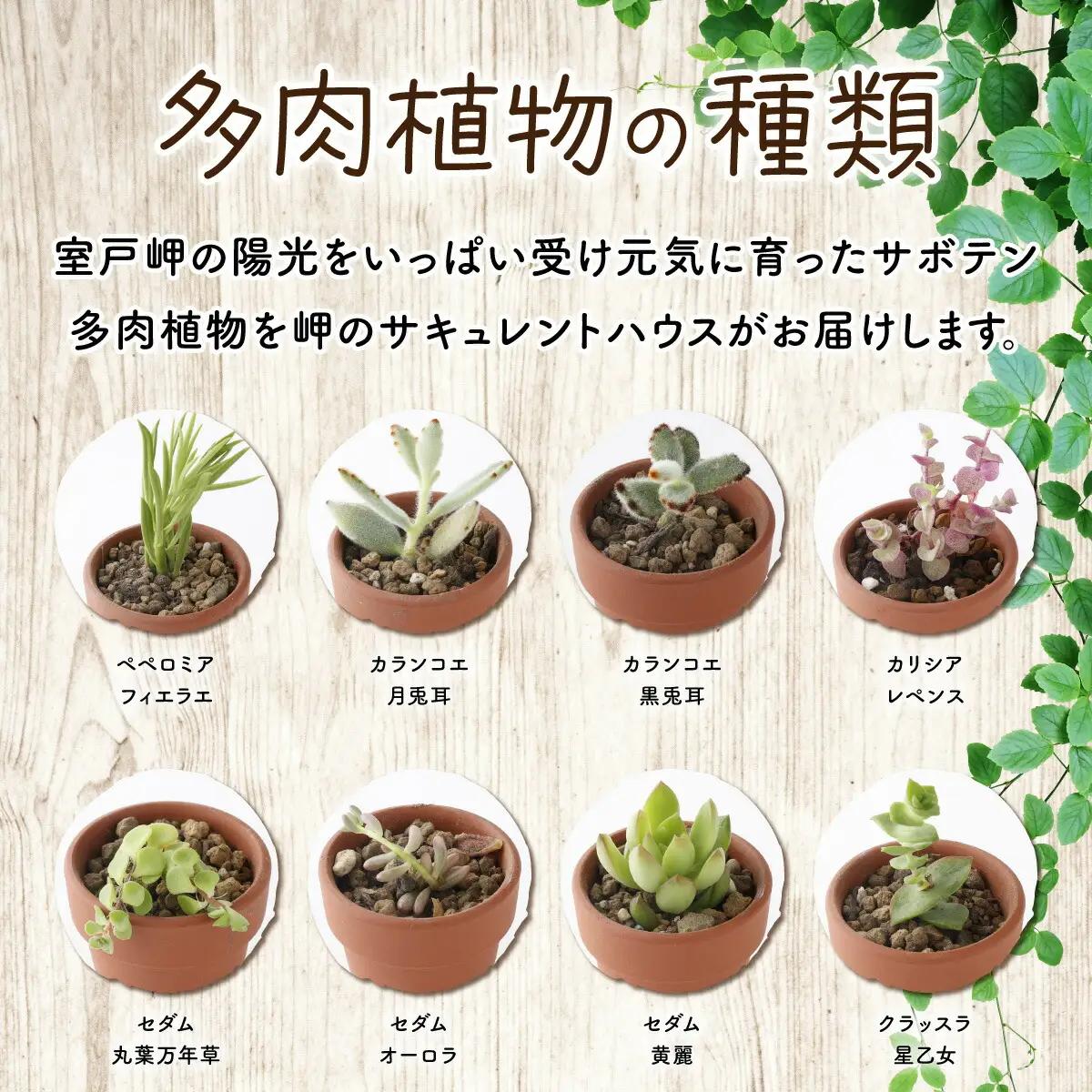 多肉植物の小苗20本（種類）セット