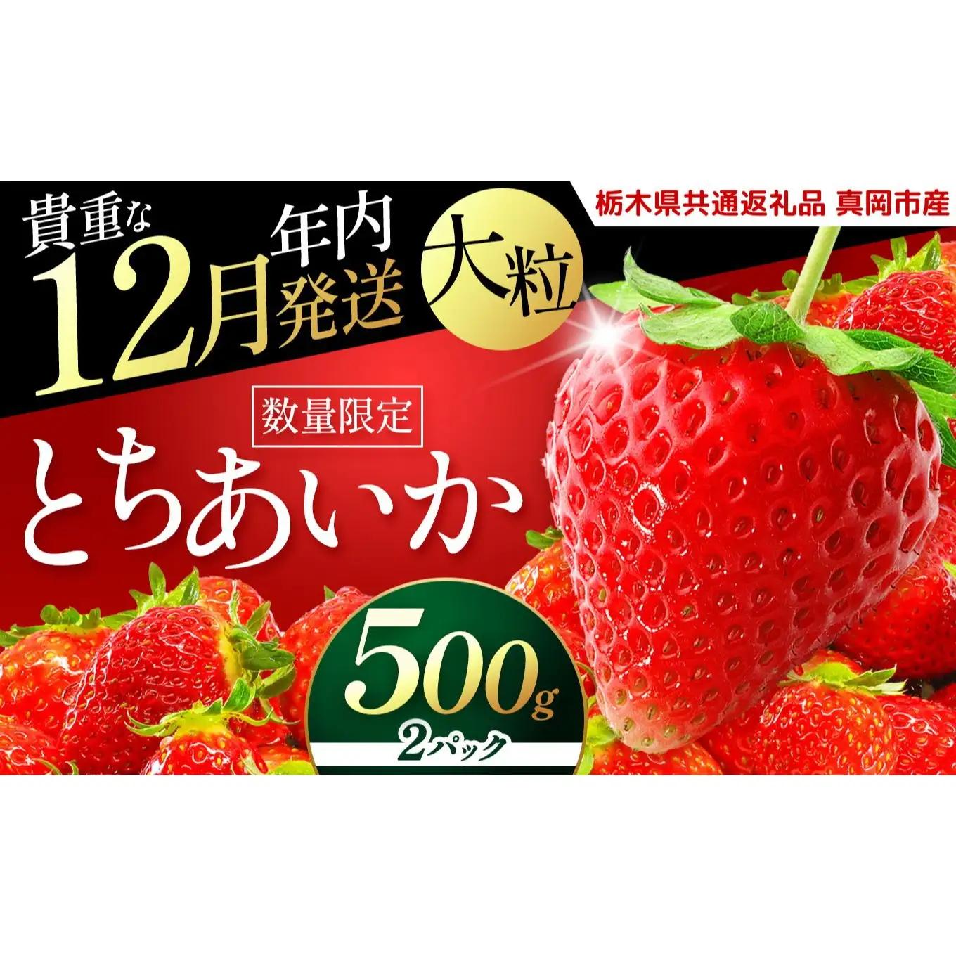 いちご 年内発送 初摘みとちあいか 500g以上【2026年12月先行予約】 | 苺 イチゴ 栃木県共通返礼品 栃木県矢板市産