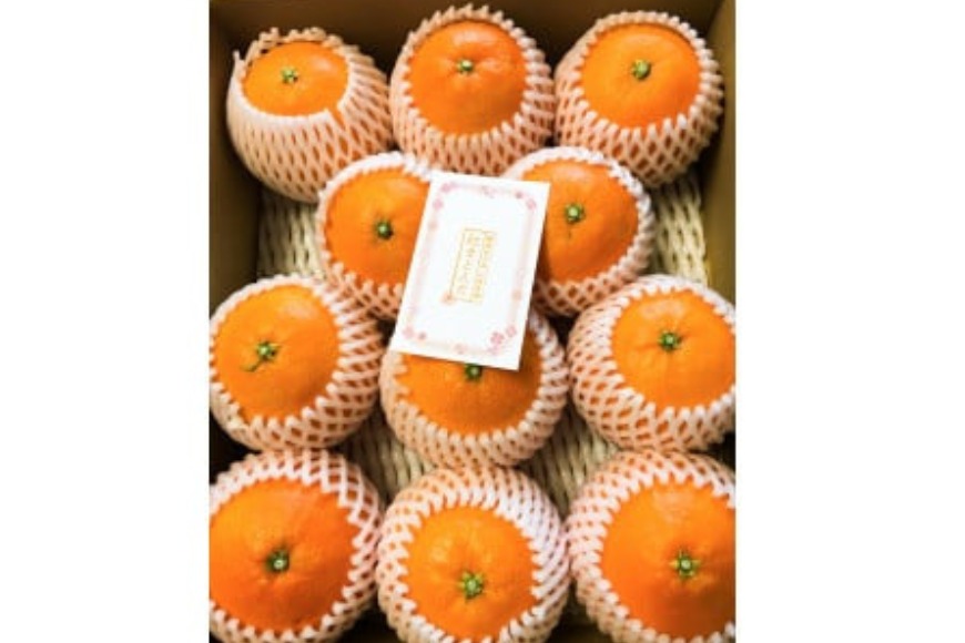 【先行予約】【数量限定】田縁農園の岬（はな）まどんな（生果）3kg （2025年11月25日より順次発送） IKTA003
