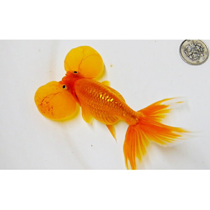 【ふるさと納税】金魚 水泡眼 すいほうがん 1匹〜3匹 観賞魚 観賞用 生体 きんぎょ 自家繁殖 国内繁殖 国産 日本産 飼いやすい 水槽 池 飼育 ペット 鑑賞 生き物 魚 アクアリウム お取り寄せ お祝い 贈り物 プレゼント ギフト 中嶋金魚 香川県 東かがわ市 46312342