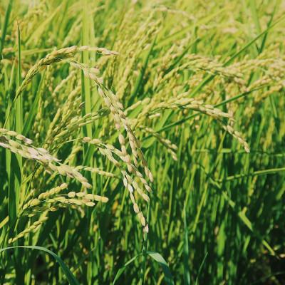 ふるさと納税 富良野市 【玄米】令和7年産米　富良野産　栽培期間中出来るだけ農薬を減らして作った　ゆめぴりか　10kg |  | 02