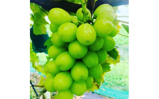 朝採り 旬のぶどう シャインマスカット詰合せ 1.5kg～1.7kg【2026年発送】