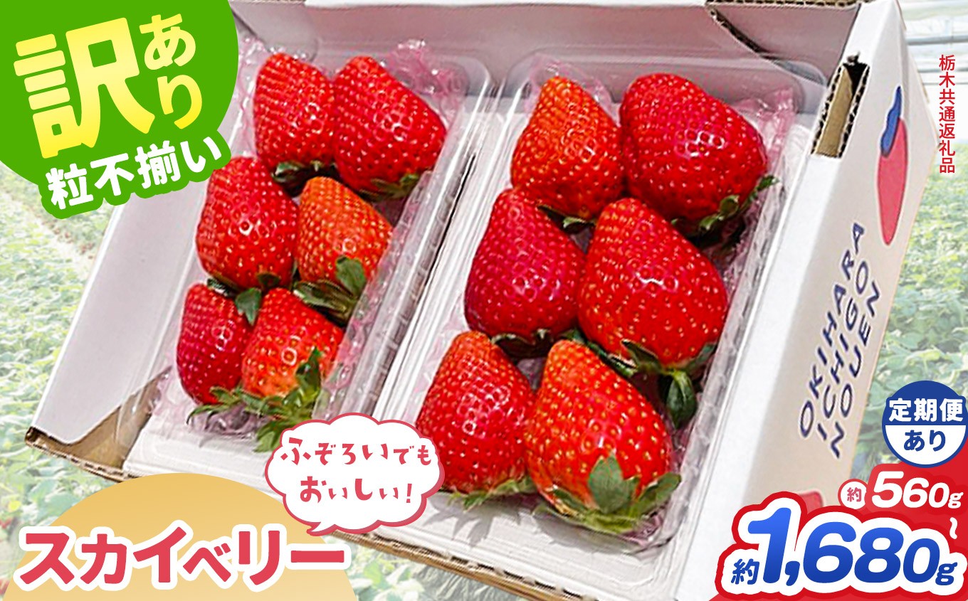 
                  【先行予約】【栃木県共通返礼品】訳あり スカイベリー 約 560g 1120g 1680g ｜いちご イチゴ 苺 訳あり 不揃い 粒 栃木県 那珂川町 送料無料
                