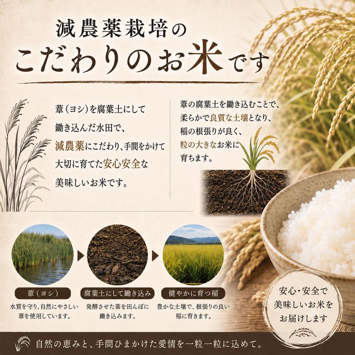 【11月配送】 ＜先行予約＞ 令和8年産 つや姫 精米 10kg（5kg×