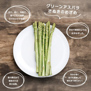 【2026年先行予約】 グリーンアスパラガス さぬきのめざめ 1kg アスパラ