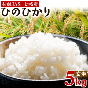 令和7年産 有機JAS 七城産ひのひかり 玄米 5kg 渡辺農産熊本県 菊池市 米 お米 精米 ひのひかり 菊池市産 熊本県産 九州産 送料無料《30日以内に出荷予定(土日祝除く)》