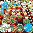 【ふるさと納税】韓国多肉植物 抜き苗 アソート 10個 詰め合わせ 多肉植物 観葉植物 インテリア 寄せ植え 誕生日プレゼント オシャレ 多肉 観葉 おまかせ セット 植物 苗 種類 色々 ランダム 農園直送 栽培 ガーデニング 寄せ植え用 韓国苗 多肉専科 送料無料